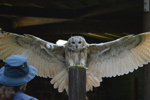 Scottish Owl Centre for Two Adults -  the Kids Go Free