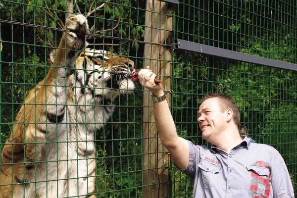 For people over 16, how about a meeting with some big cats?