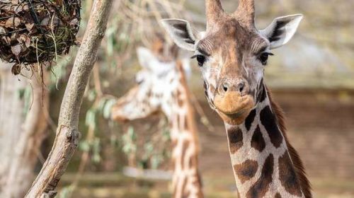 ZSL London Zoo have a Giraffe Keeper Experience
