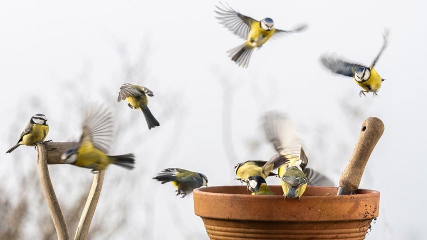 Fly off to register today for the RSPB's Big Garden Birdwatch 2022