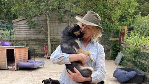 Please help secure the future of the Holbrook Animal Rescue in Sussex