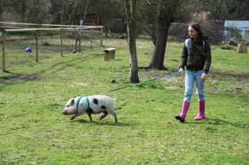 Piggy Walk & Play Experience for One with Sweet Treats and Tea for Two at Huckleberry Woods