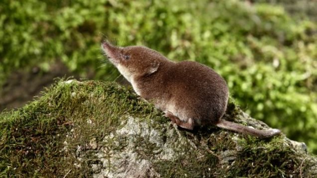 Whose poo is it?  Find out if it was the shrew!