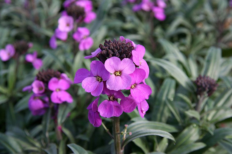The Erysimum 'Bowles's Mauve' is great for pollinators