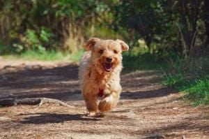 Race off to Viovet to fetch more advice on keeping your pets healthy