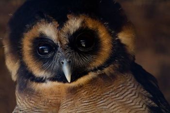 How about a Junior Zoo Keeper Experience at Millets Farm Falconry Centre, Oxfordshire