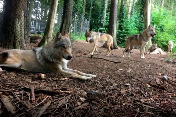 Have a Wolf Feeding Encounter in Devon with the Wildwood Trust