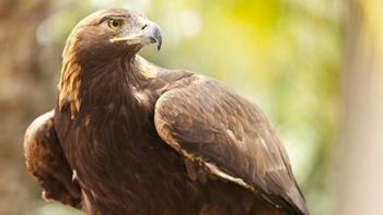 Handle an eagle in Cheshire on this Eagle Handling Experience!