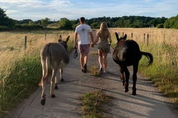 Donkey Meet, Greet and Walk with Picnic for Two at Dashing Donkeys