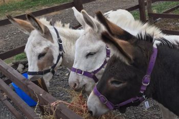 Donkey Grooming for Two at Charnwood Forest Alpacas