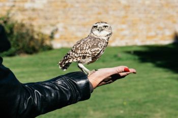 Introduction to Owl Handling for Two in Kent