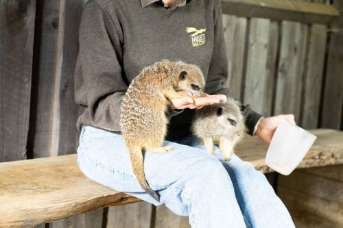 Meet and Feed the Meerkats for Two at Millets Wildside, Oxfordshire
