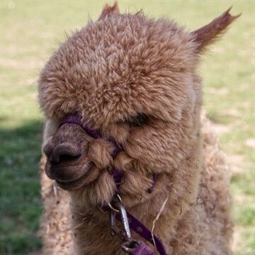 You could go Alpaca Walking in Warwickshire