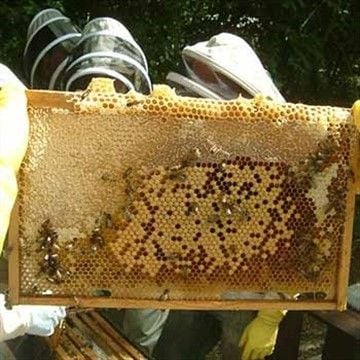 Try a bee keeping experience!