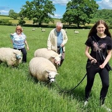 There's Sheep Trekking in Somerset
