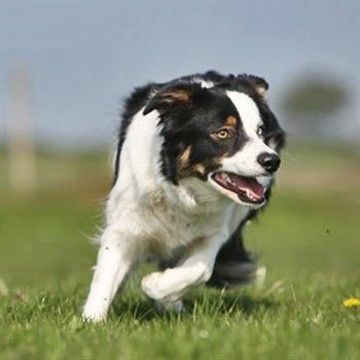 Have a sheepdog experience in West Yorkshire
