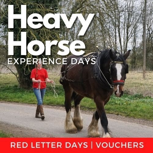 The Northcote Heavy Horse and Animal Sanctuary has a heavy horse experience