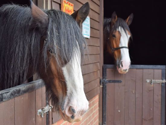 Adopt a heavy horse from the Dorset Heavy Horse Farm Park