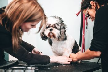 Introduction to Dog Grooming in West Sussex