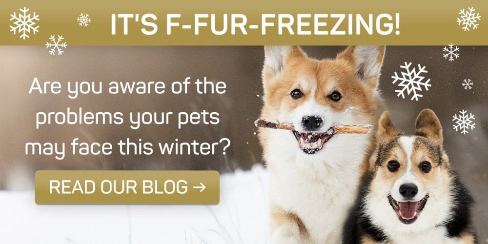 See what advice Viovet has for care of your pets (mostly dogs) in the freezing weather