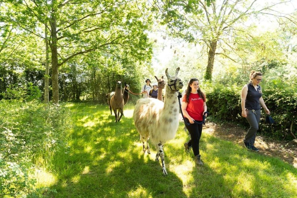 There's a Llama Trekking Experience Day For Two in Northamptonshire