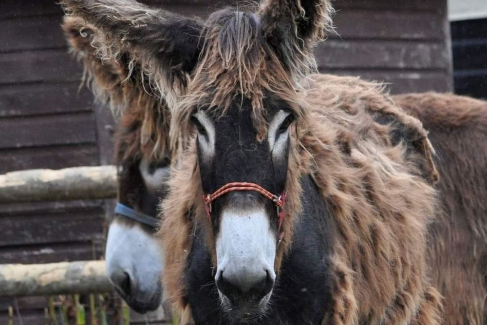 Meet, Walk and Feed the Donkeys for Two at Lucky Tails Alpaca Farm, Warwickshire
