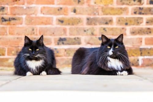 Find out about the Cats Protection National Awards 2023 here