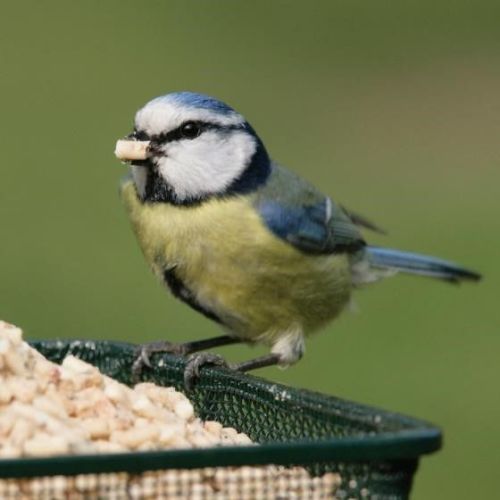 These High energy sprinkles are a delicacy for garden birds all year round - just sprinkle them on the ground!