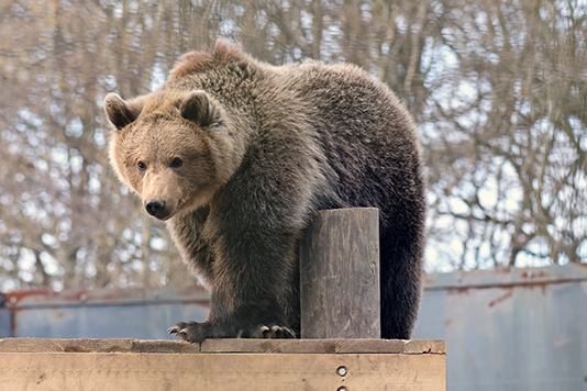There's a Boki the bear experience in Kent