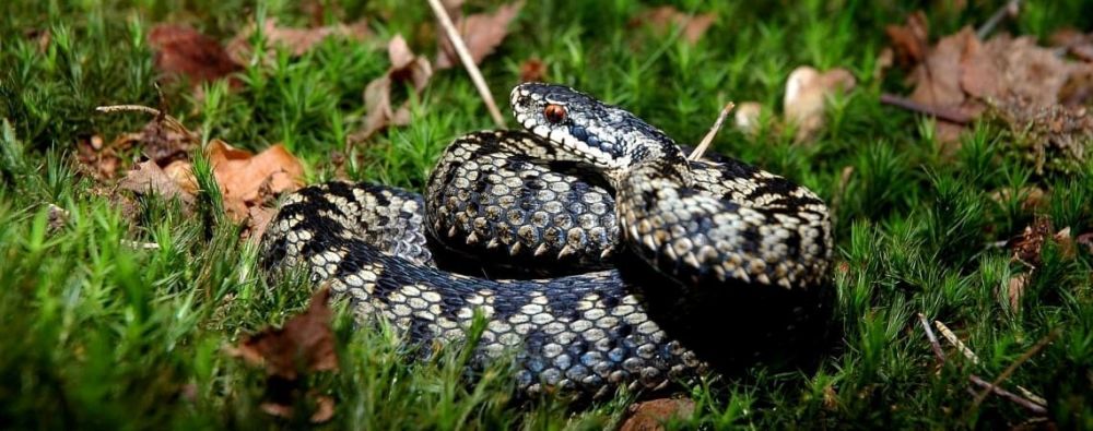 Why not sponsor an adder with the ARC Trust?