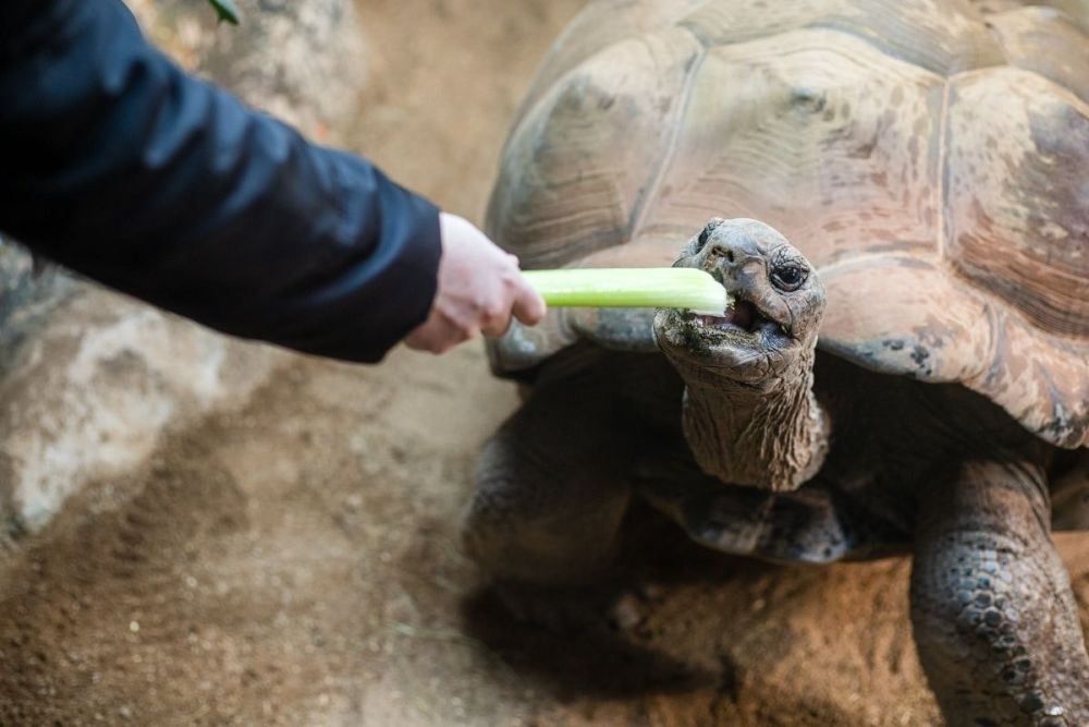 Meet the Giant Tortoises with Entry Ticket to Paignton Zoo