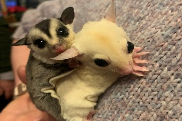 Hello!  We're sugar gliders!   