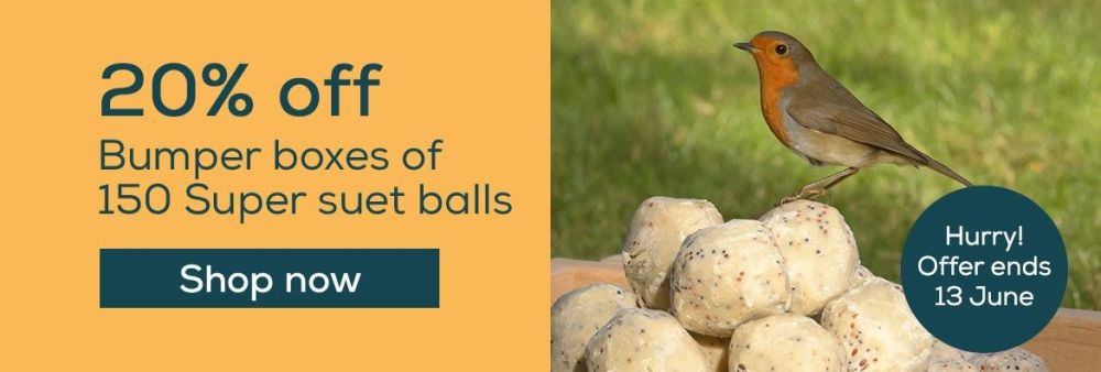 Save 20% off the RSPB's bumper boxes of 150 super suet balls!