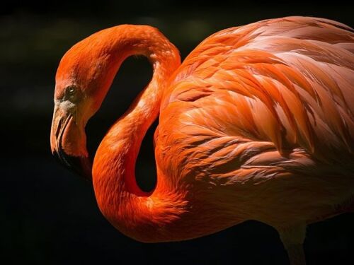 There are stunning flamingoes to see at WWT LLanelli