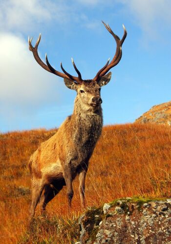 Find out what sort of things you could do in Scotland with the National Trust for Scotland