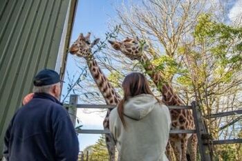 Meet and Feed the Giraffes with Entry Tickets for Two to Paignton Zoo