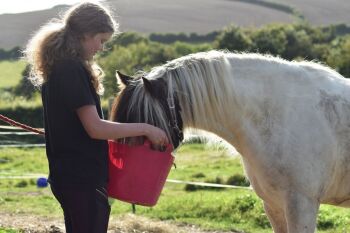 How about a Half Day Introduction to Owning a Pony in the Dorset Countryside Experience?