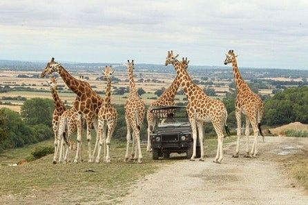There's a Port Lympne Reserve Visit and Expert Rangers Safari for Two in Kent