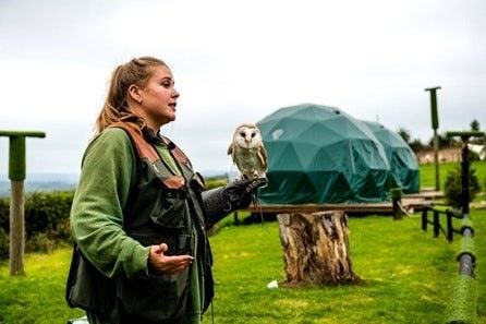 How about an Introduction to Owl Handling for Two?