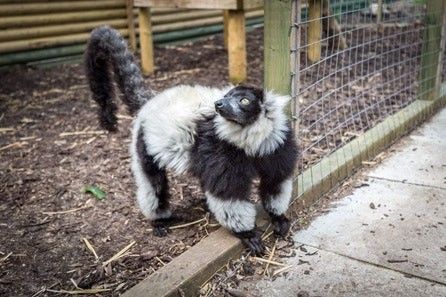 There's a Hoo Farm Animal Kingdom Meerkat and Lemur Animal Encounter with Feeding for Two