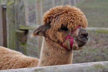 There's a Walk Alpacas, Groom Donkeys and Meet The Meerkats for Two at Lucky Tails Alpaca Farm 