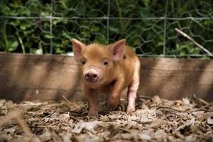 There's Piggy Pet and Play for Two at Kew Little Pigs in Buckinghamshire