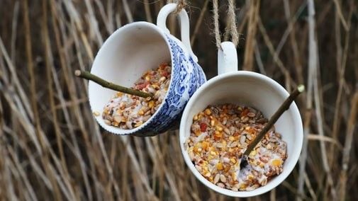 Make fat cakes for birds - the National Trust shows you how