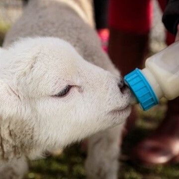 There's are Lambing Experiences in Leicestershire