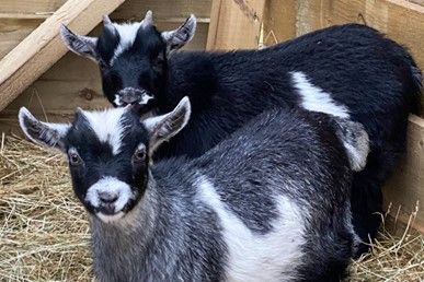 There's a Pygmy Goat Experience for Two in Warwickshire