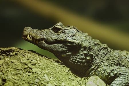 Why not adopt a crocodile from Crocodiles of the World?