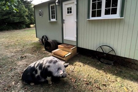 Have a Relaxing Two Night Glamping Break with Piggy Meet, Feed and Belly Rubs for Two at Starry Meadow