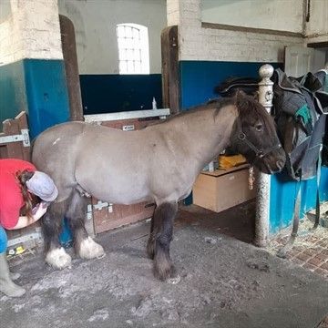 Traditional Farm & Horse Experience near York