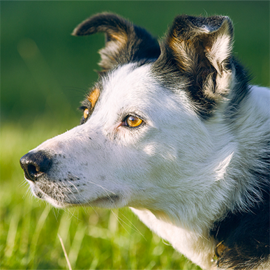 There's a Border Collie Experience in Leicestershire