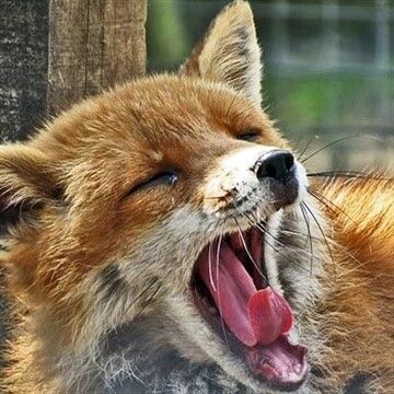 How about a Carnivore Encounter in Shropshire?
